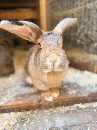 Hase