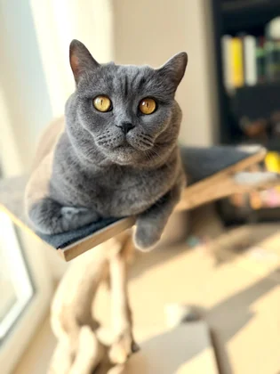 Katze