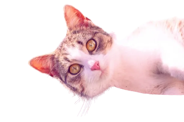 Ada Lackless