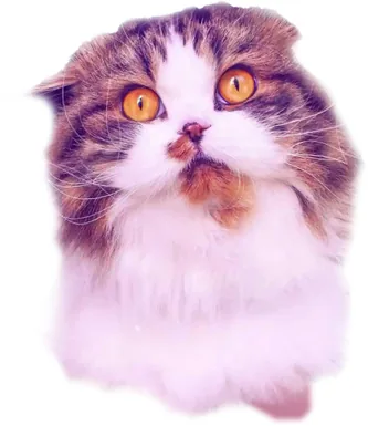 Minsi