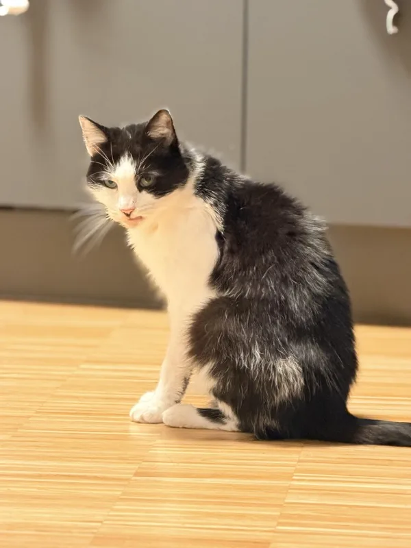 Katzensitting in Kassel: Warum Hausbesuche besser sind als die Tierpension