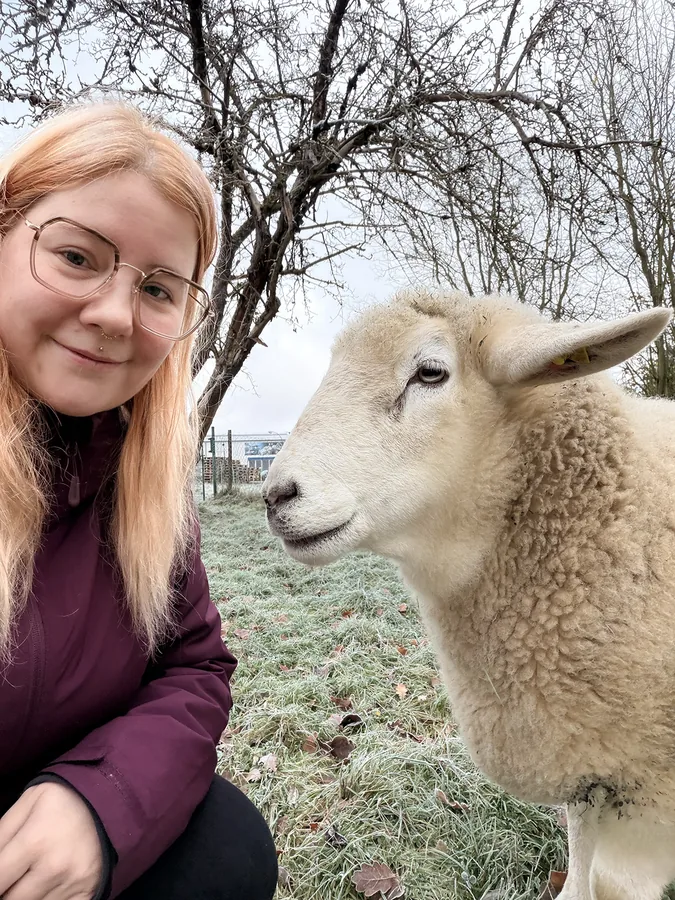 Nicht nur Katzen. Manchmal auch Schafe. 🐑