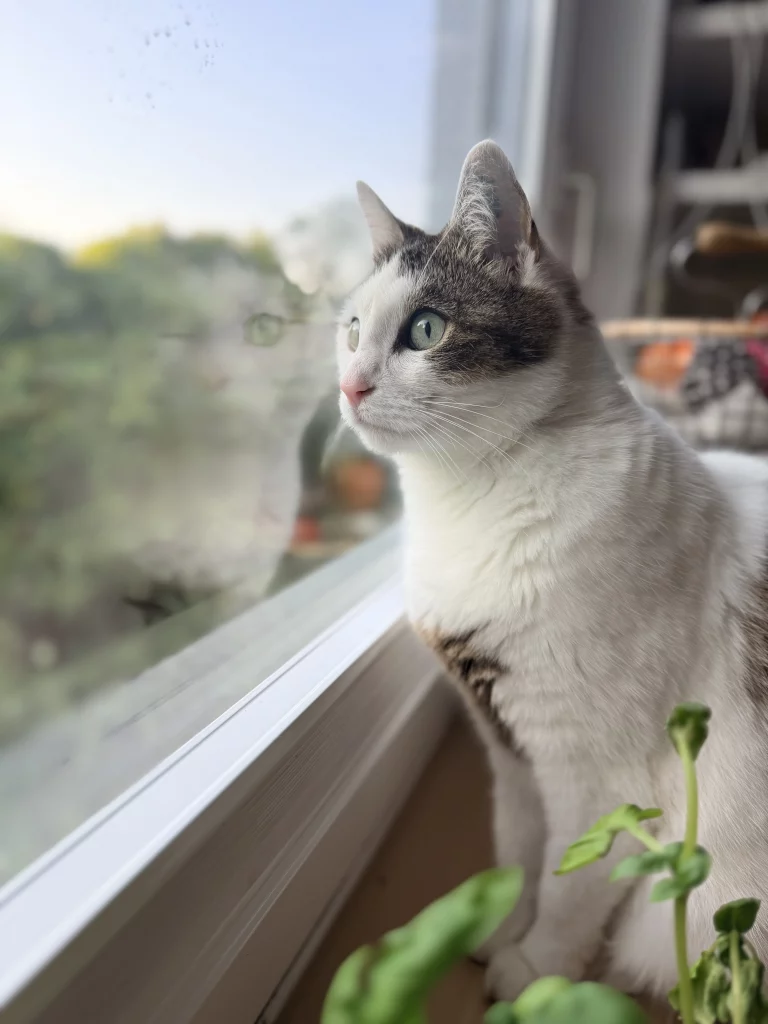Grau-weiße Katze schaut aus dem Fenster