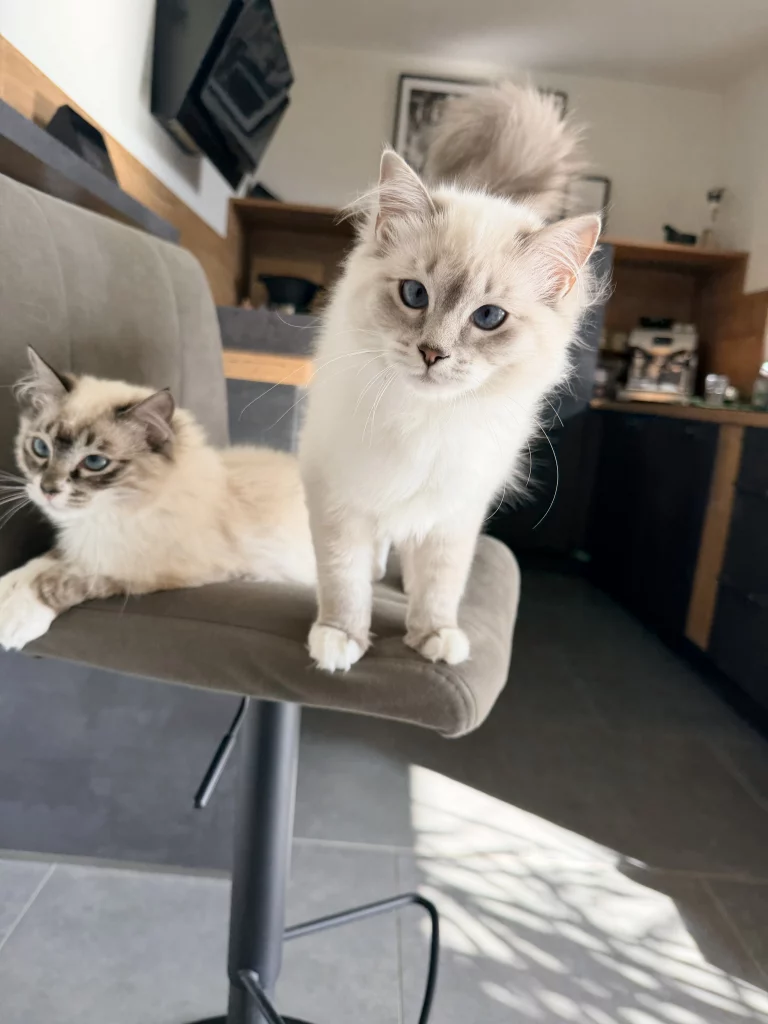 Zwei Ragdoll-Katzen auf einem Küchenstuhl