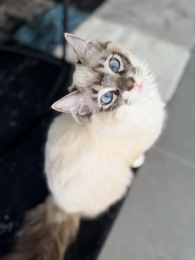 Ragdoll-Katze mit blauen Augen schaut nach oben