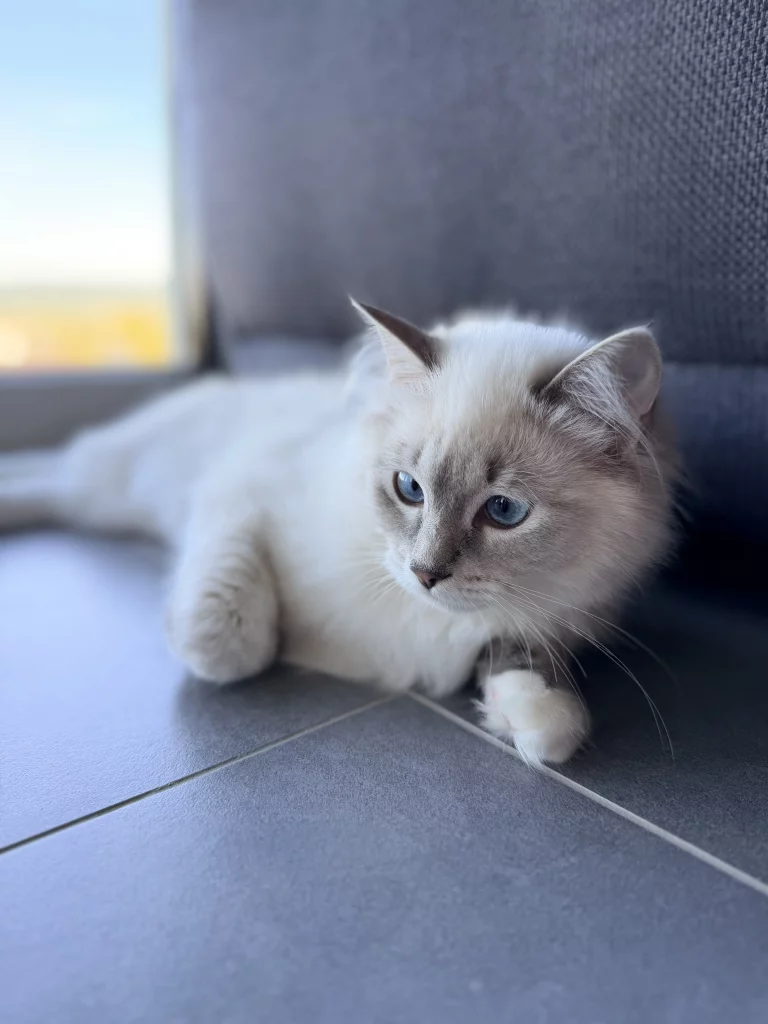 Ragdoll-Katze liegt auf dunklen Fliesen