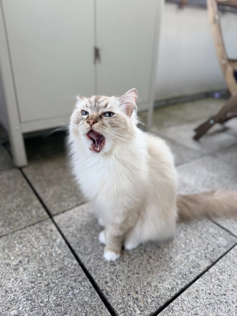 Helle Langhaarkatze gähnt auf dem Balkon