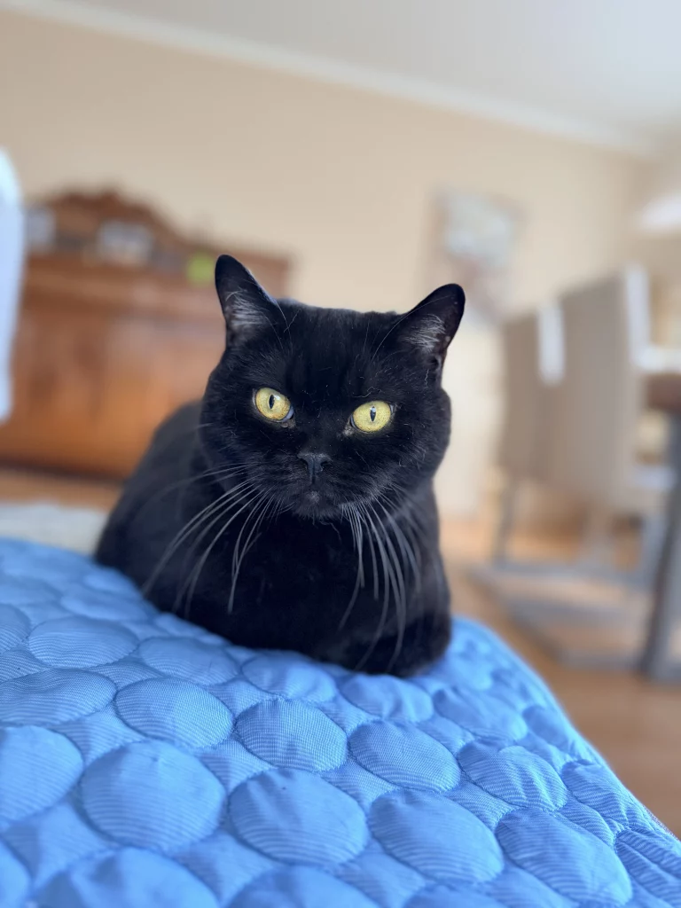 Schwarze Katze liegt auf einer blauen Decke