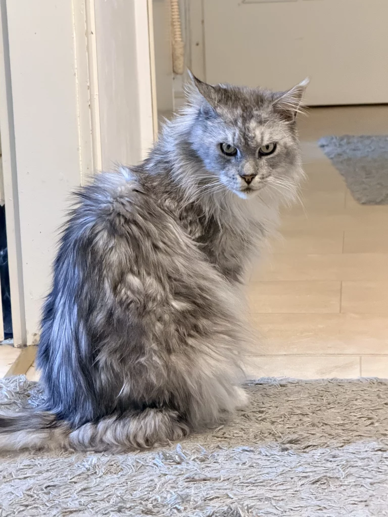 Graue Langhaarkatze sitzt auf einem Teppich