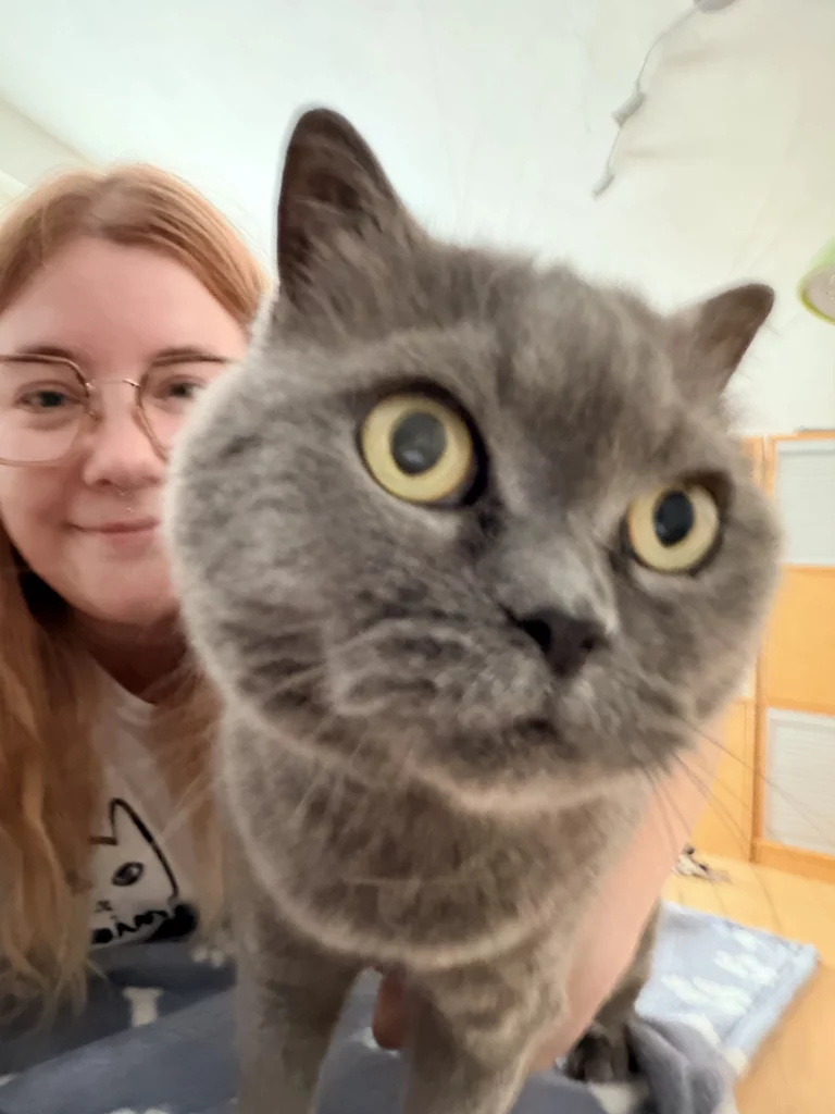 Graue Britisch-Kurzhaar-Katze mit großen Augen, daneben Diana
