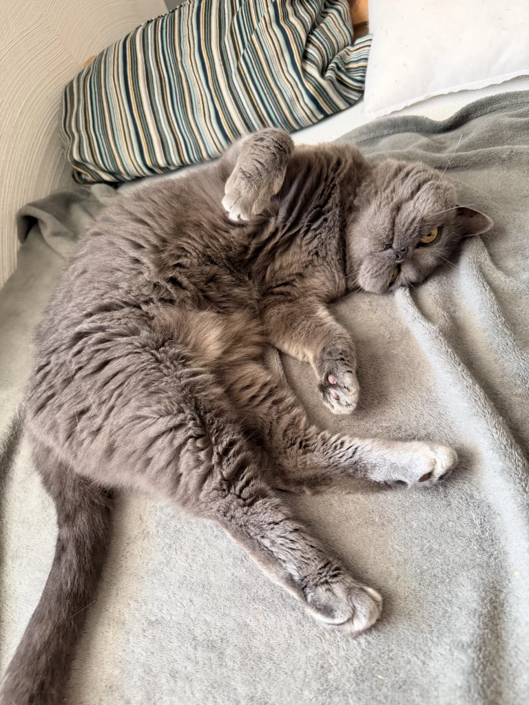 Graue Katze räkelt sich auf einer Decke