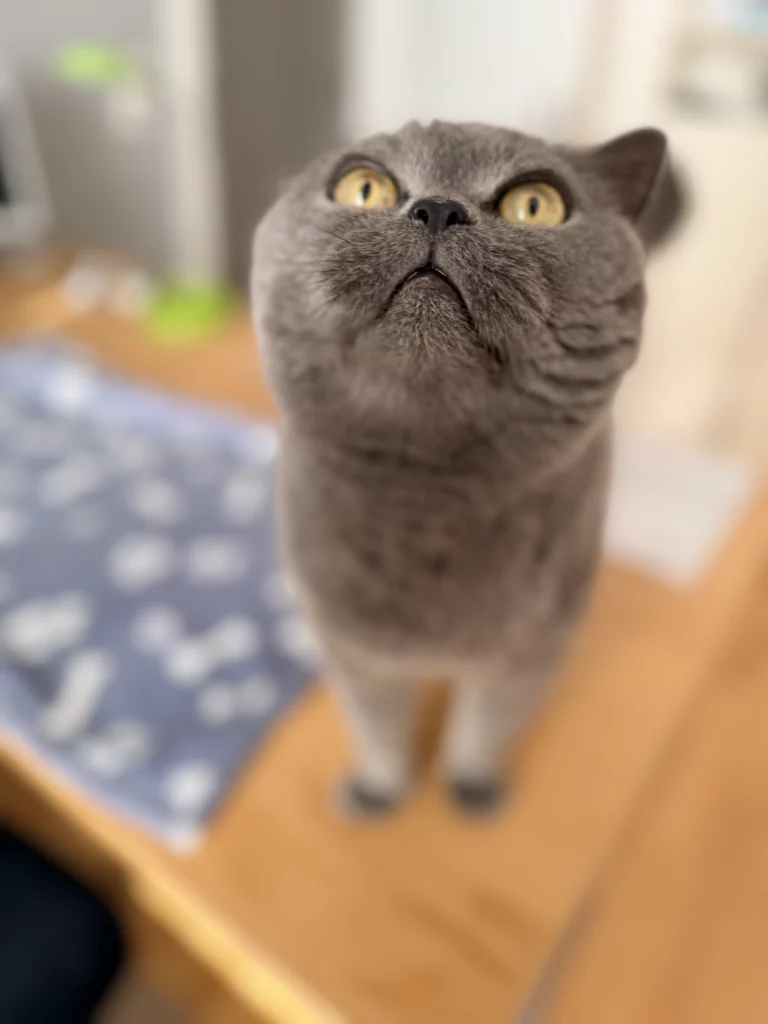 Graue Britisch-Kurzhaar-Katze schaut nach oben