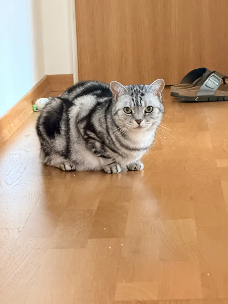 Silbergetigerte Katze liegt auf Parkettboden