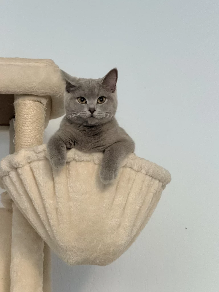 Graue Katze in der Kratzbaum-Mulde
