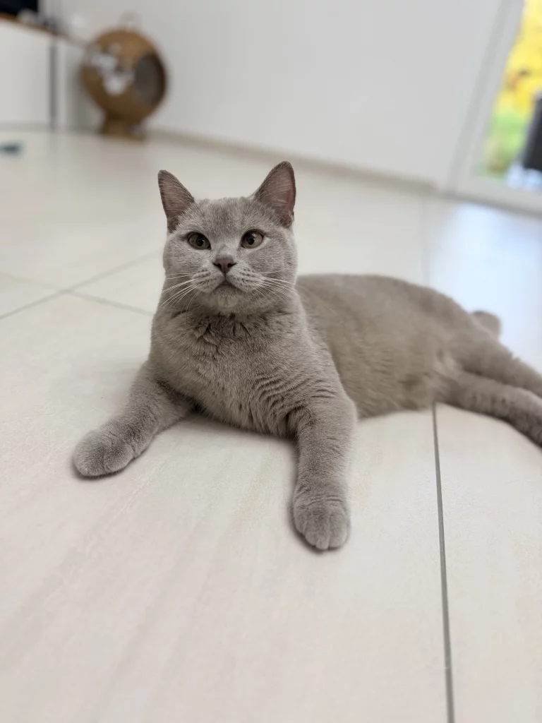Graue Britisch-Kurzhaar-Katze liegt auf hellen Fliesen