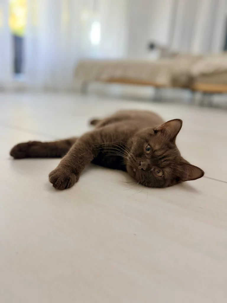 Braune Katze liegt ausgestreckt auf dem Boden