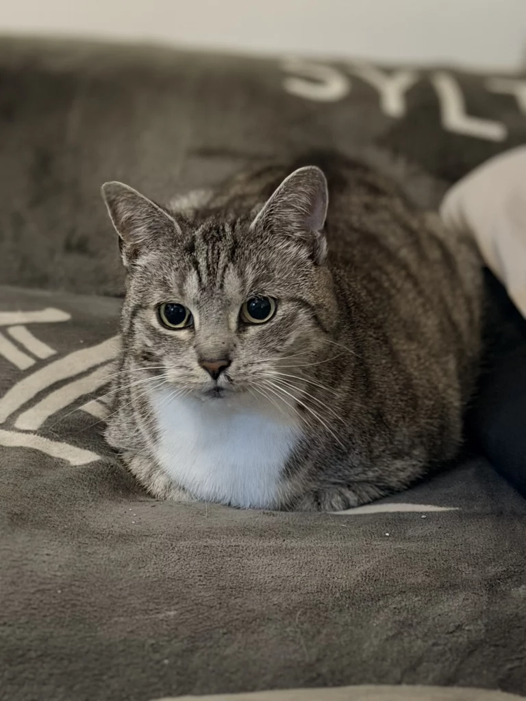 Getigert-weiße Katze liegt auf einem grauen Kissen
