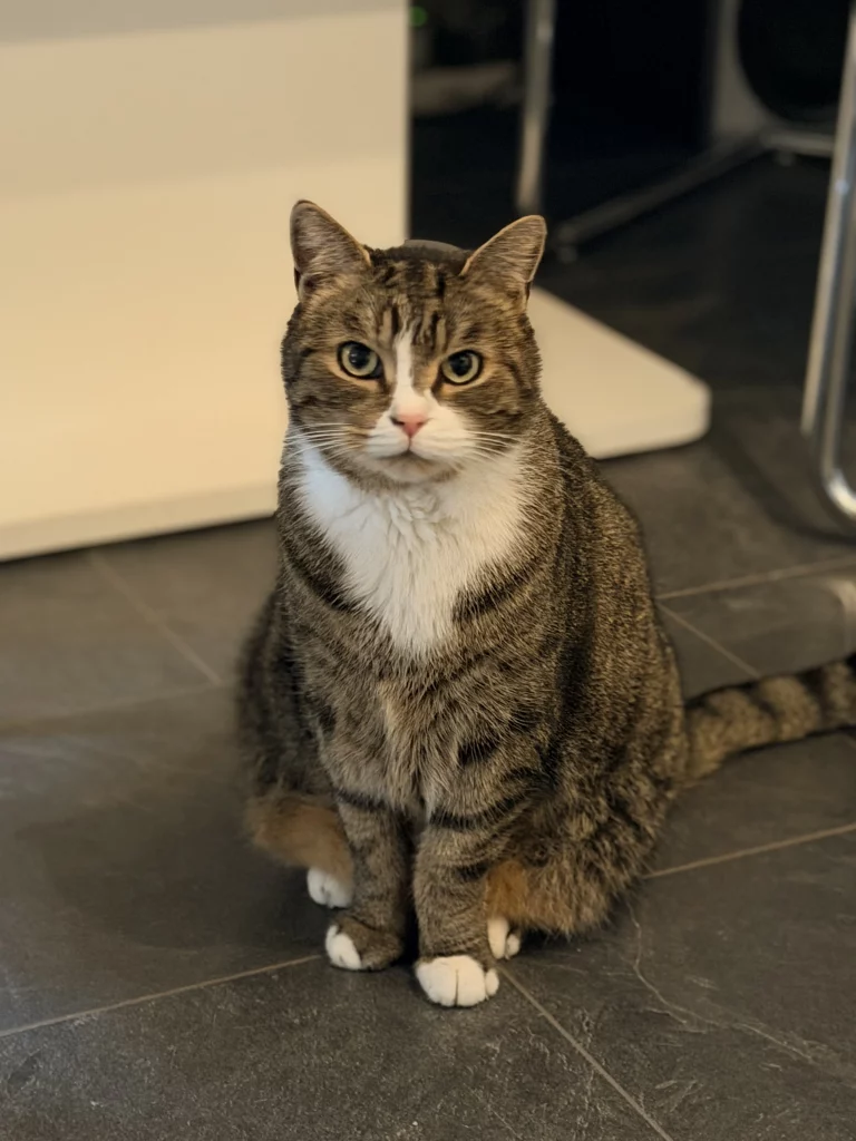 Getigert-weiße Katze sitzt auf dunklen Fliesen