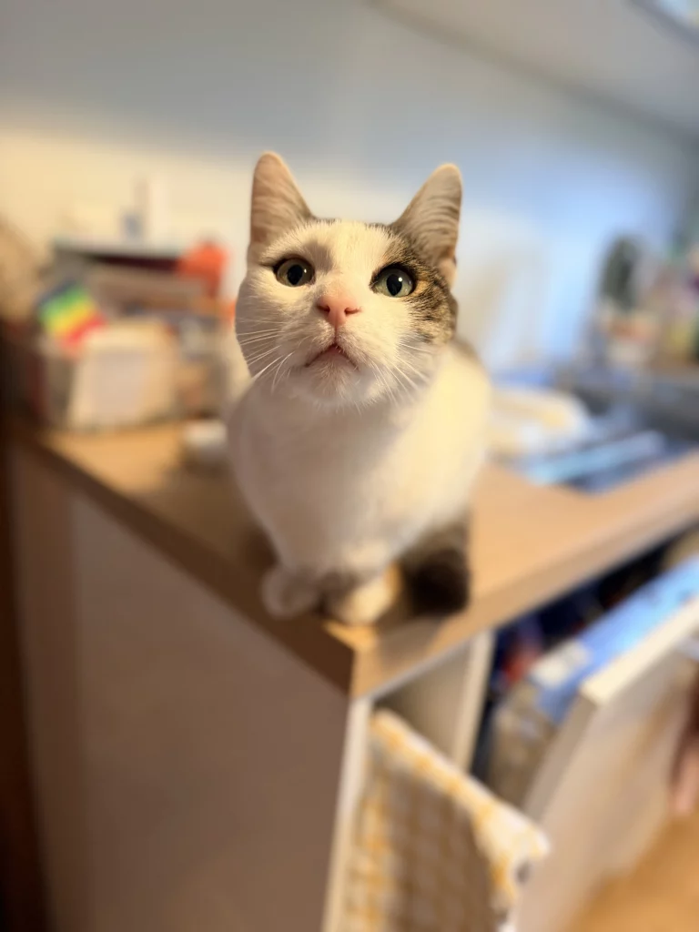Weiß-getigerte Katze sitzt auf einem Regal