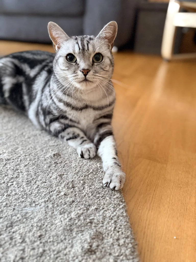 Silbergetigerte Katze liegt auf dem Teppich